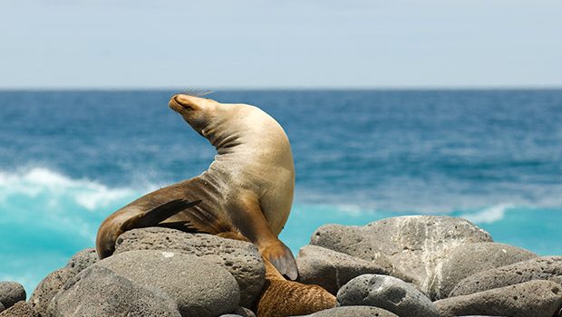 Galapagos eilanden