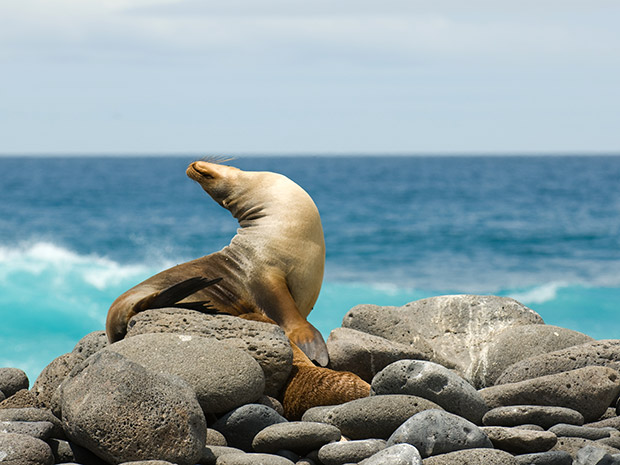 Galapagos eilanden