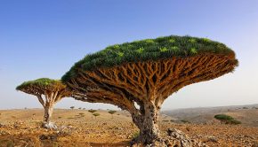Socotra, Jemen
