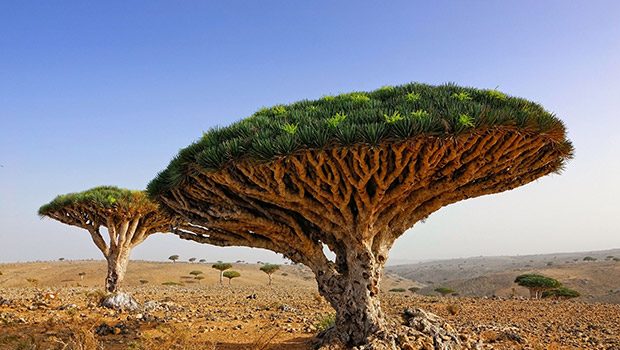 Socotra, Jemen