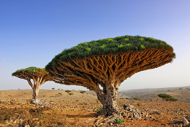Socotra, Jemen