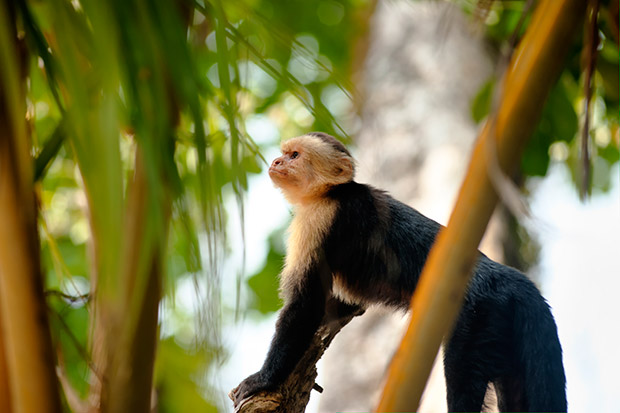 Manuel Antonio National Park, Costa Rica