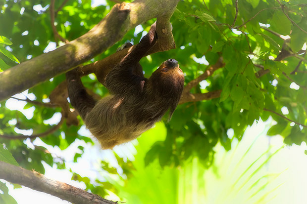 Manuel Antonio National Park, Costa Rica