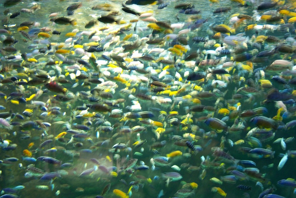 Cichlids-of-Lake-Malawi