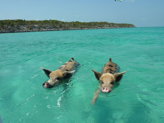 Big-Major-Cay-pigs