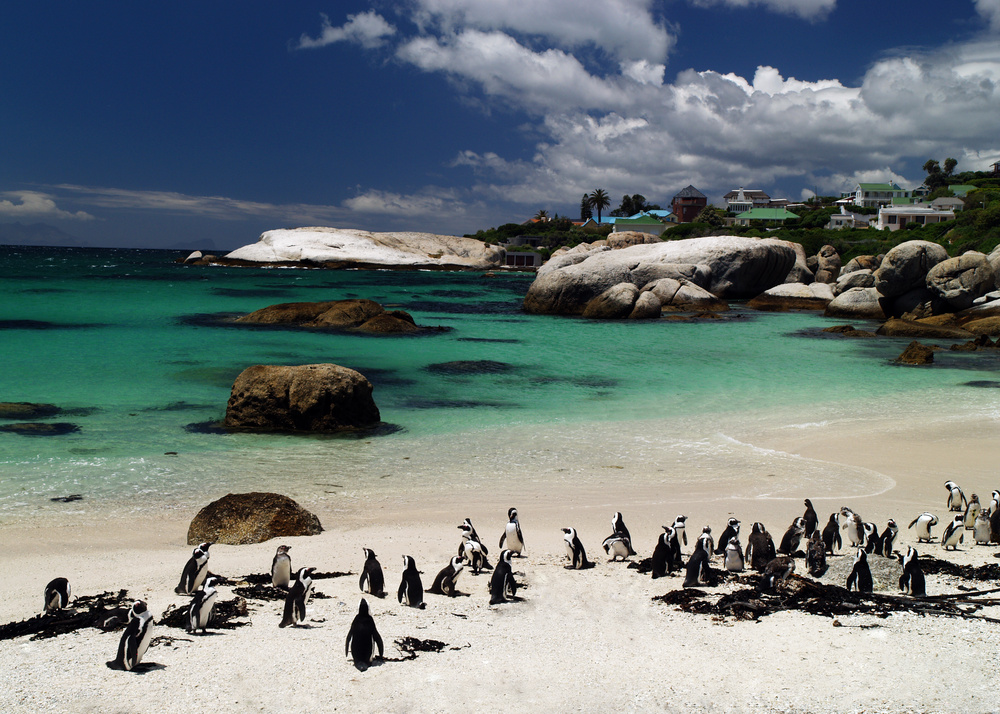 boulders beach zuid afrika